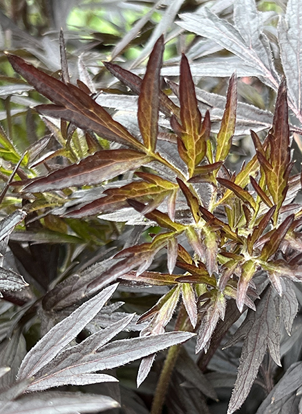 Sambucus nigra ‘Eva’