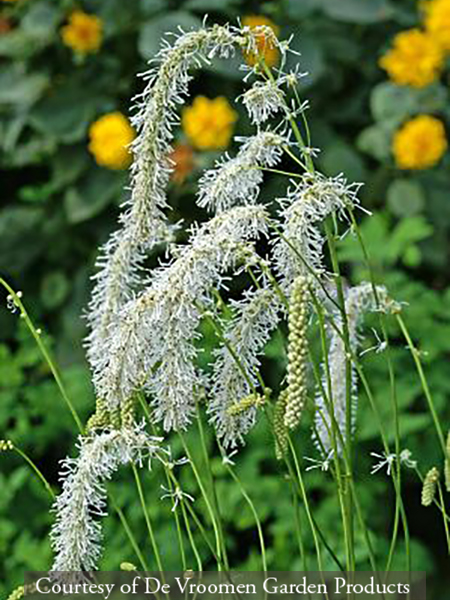 Sanguisorba tenuifolia &lsquo;Alba&rsquo;