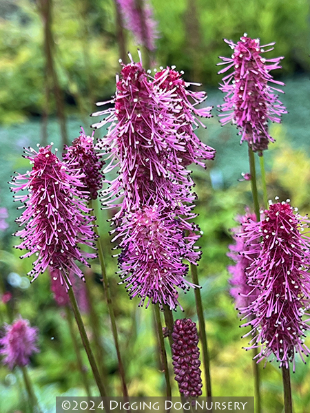Sanguisorba &lsquo;Blackthorn&rsquo;
