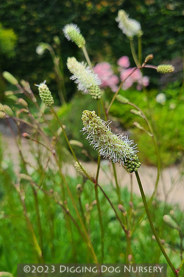 Sanguisorba ‘Burr Blanc’