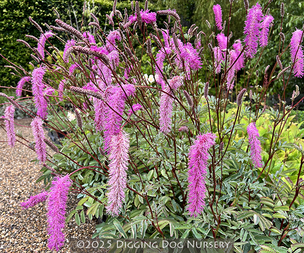 Sanguisorba hakusanensis &lsquo;Lilac Squirrel&rsquo;