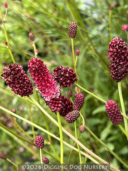 Sanguisorba officinalis ‘Martin�s Mulberry’