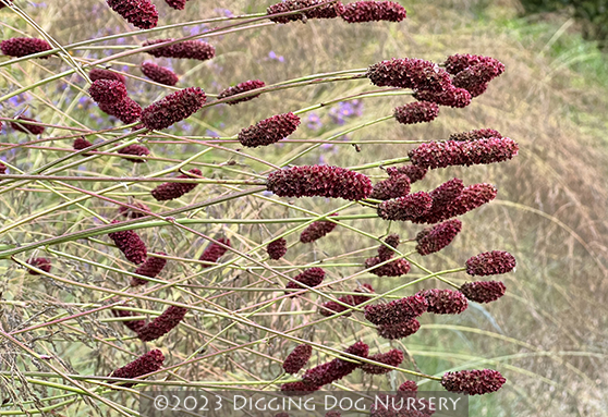 Sanguisorba officinalis ‘Red Thunder’