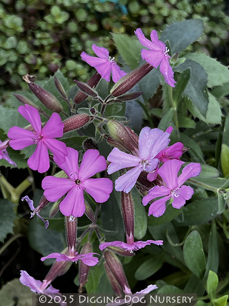 Saponaria lempergii ‘Max Frei’