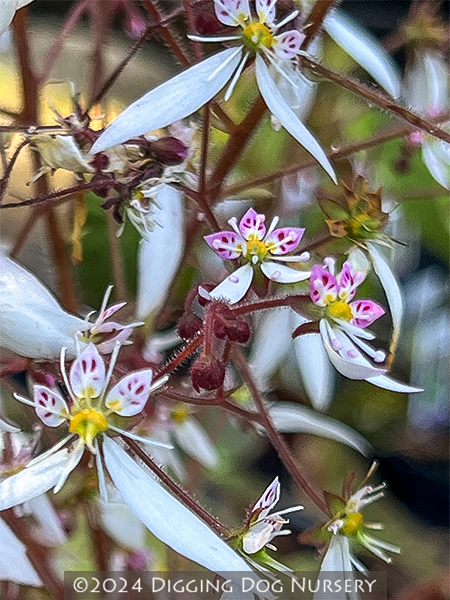 Saxifraga stolonifera ‘Maroon Beauty’