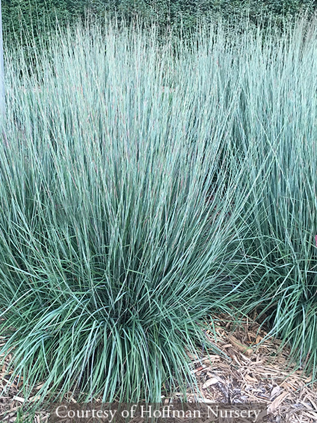 Schizachyrium scoparium ‘Minnbluea’