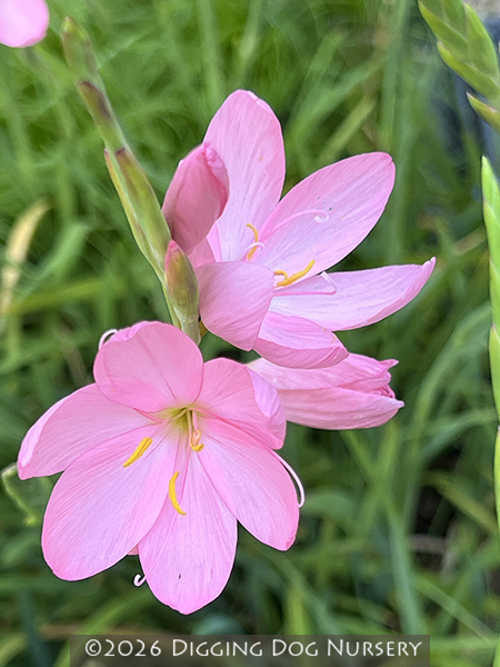 Schizostylis coccinea ‘Jennifer’
