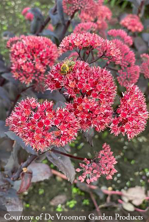 Sedum ‘Jose Aubergine’
