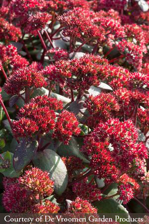 Sedum telephium &lsquo;Red Cauli&rsquo;