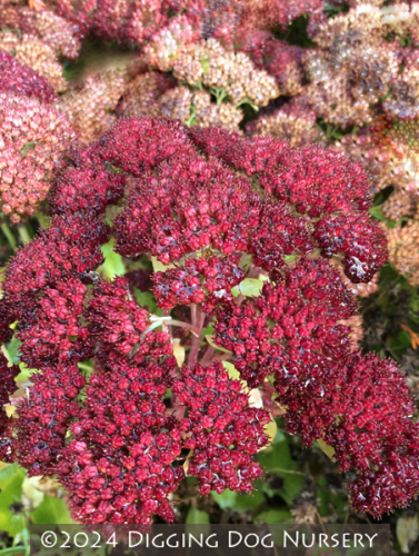 Sedum spectabile ‘Septemberglut’