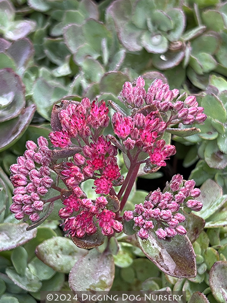 Sedum &lsquo;Vera Jameson&rsquo;