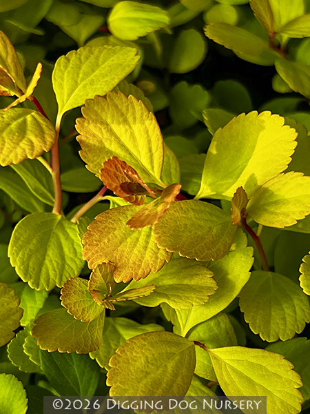 Spiraea betulifolia ‘Tor Gold’