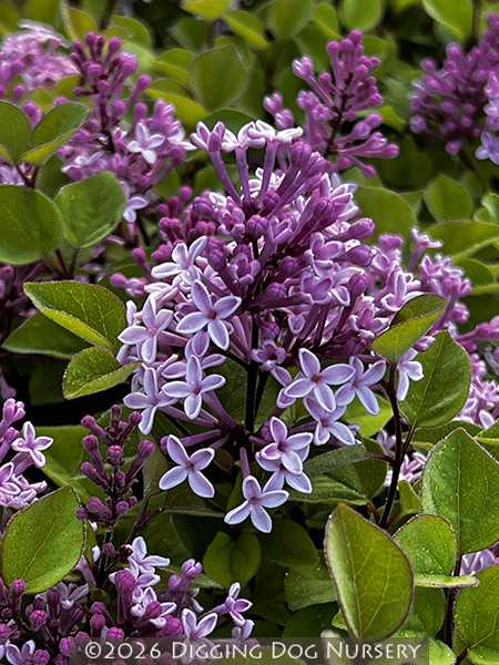 Syringa ‘Jos�e’
