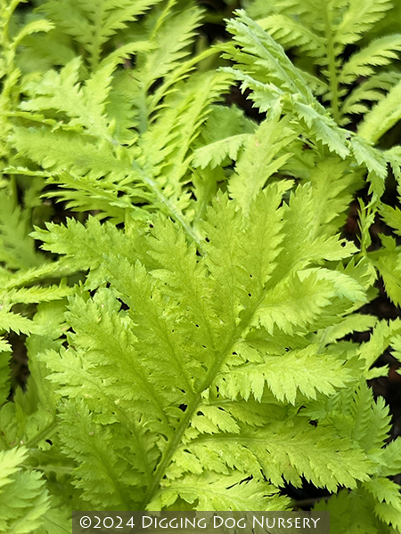 Tanacetum vulgare Isla Gold