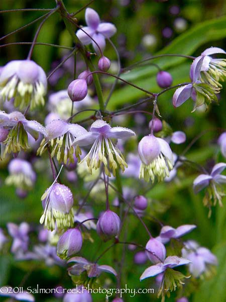 Thalictrum delavayi &lsquo;Hewitts Double&rsquo;
