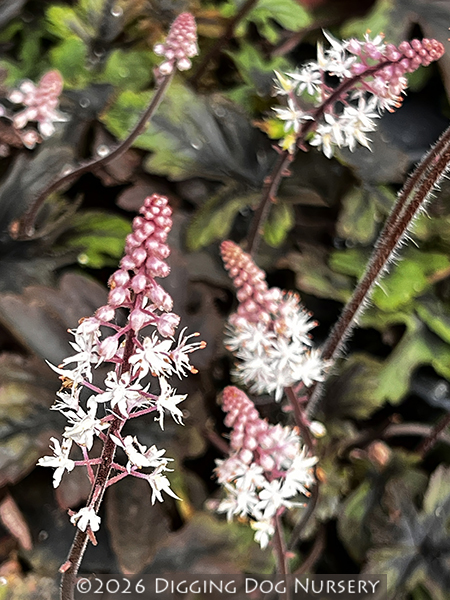 Tiarella &lsquo;Pink Skyrocket&rsquo;