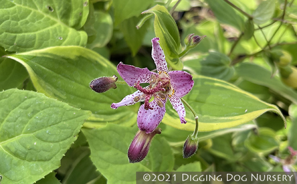 Tricyrtis formosana ‘Autumn Glow’