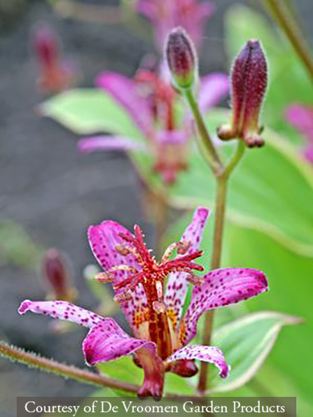 Tricyrtis formosana ‘Samurai’