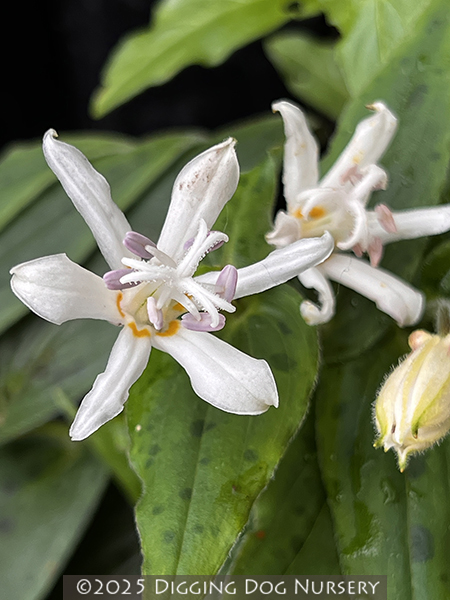 Tricyrtis &lsquo;White Towers&rsquo;