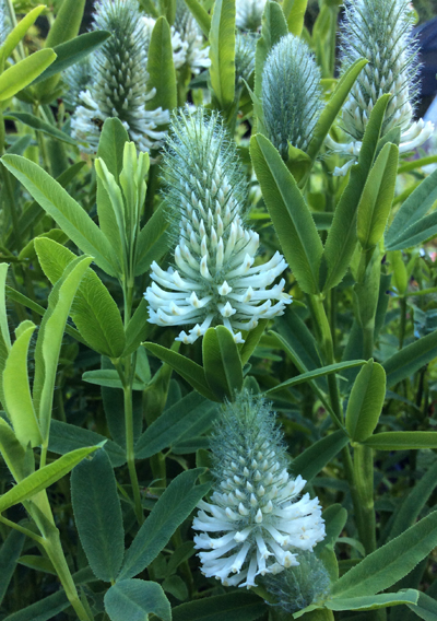 Trifolium rubens &lsquo;Frosty Feathers&rsquo;