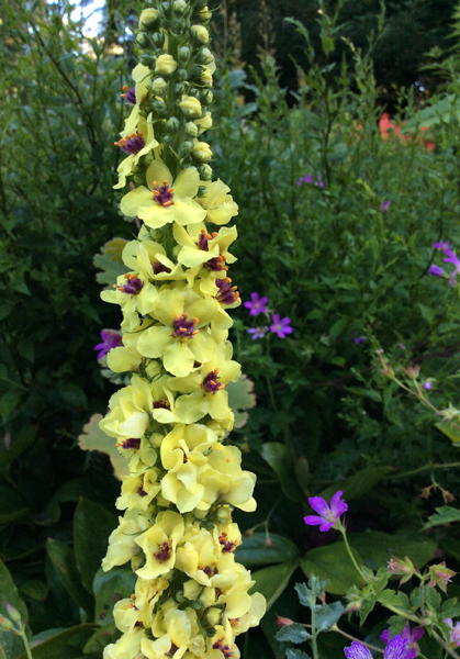 Verbascum chaixii &lsquo;Sixteen Candles&rsquo;