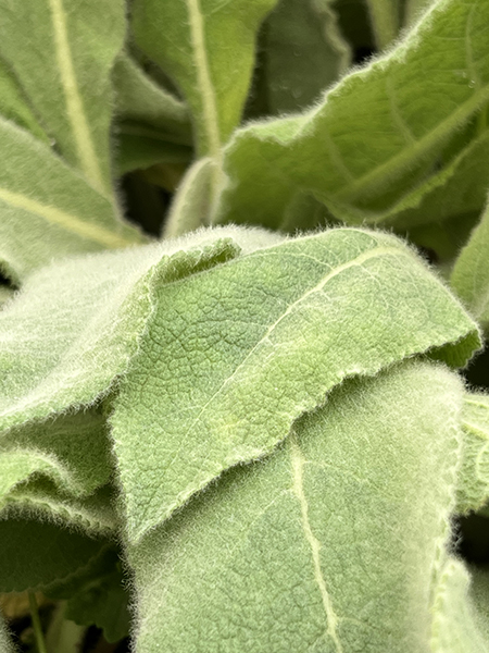 Verbascum hybridum ‘Wega’