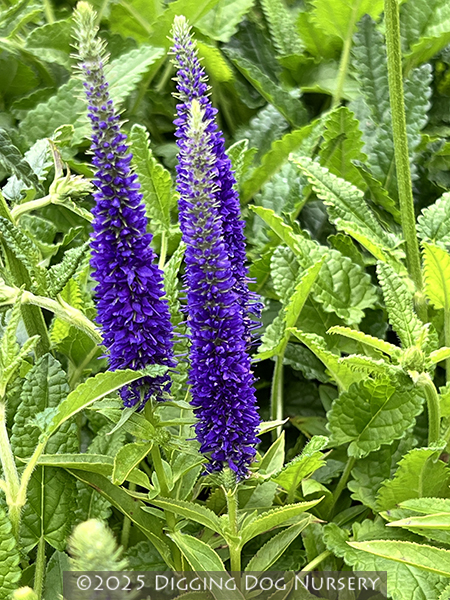 Veronica spicata &lsquo;Royal Candles&rsquo;