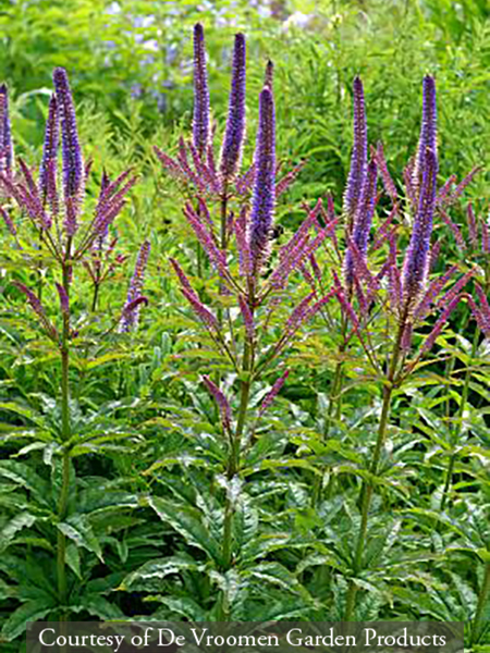Veronicastrum virginicum &lsquo;Cupid&rsquo;