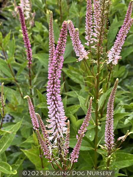 Veronicastrum virginicum &lsquo;Spring Dew&rsquo;