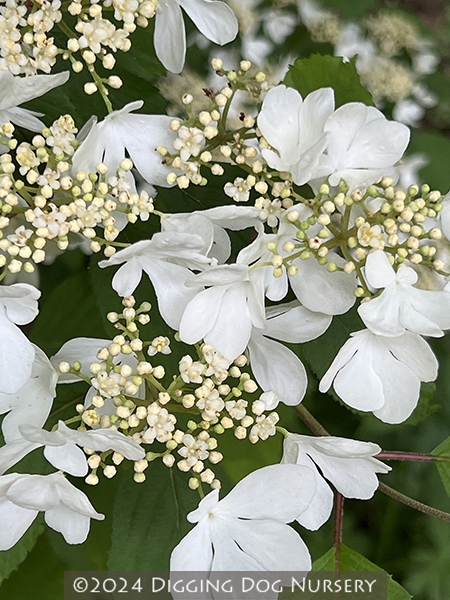 Viburnum plicatum f tomentosum ‘Summer Snowflake’