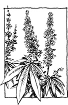 Vitex agnus-castus ‘Pink Pinnacle�’