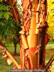 <i>Acer griseum</i>