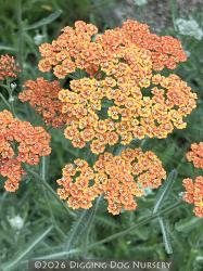 <i>Achillea</i> ‘Terracotta’