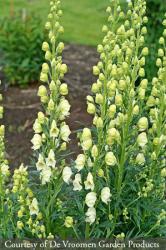 <i>Aconitum napellus</i> &lsquo;Album&rsquo;
