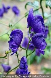 <em>Aconitum henryi</em>  &lsquo;Sparks Variety&rsquo;