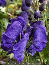 <i>Aconitum fischeri</i>