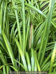 <i>Acorus gramineus</i>