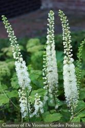 <i>Actaea racemosa</i>