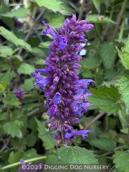 <i>Agastache</i> &lsquo;Blue Boa&rsquo;