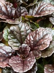 <i>Ajuga reptans</i> &lsquo;Black Scallop&rsquo;