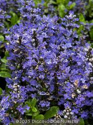 <i>Ajuga tenorii</i> ‘Emerald Chip’