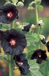 <i>Alcea rosea</i> &lsquo;Blacknight&rsquo;
