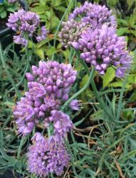 <i>Allium senescens</i> &lsquo;Blue Eddy&rsquo;