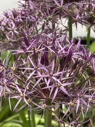 <i>Allium christophii</i>
