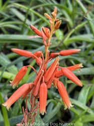 <i>Aloe</i> &lsquo;Johnson�s Hybrid&rsquo;