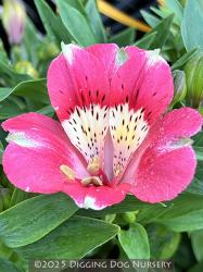 <i>Alstroemeria</i> ‘Inticancha Kanika’