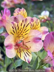 <i>Alstroemeria majestic</i> &lsquo;Layon&rsquo;