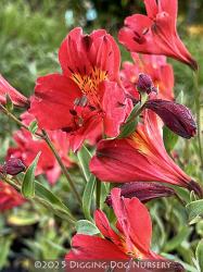<i>Alstroemeria</i> ‘Red Valley’