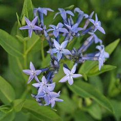 <i>Amsonia</i> x &lsquo;Blue Ice&rsquo;