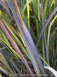 <i>Andropogon gerardii</i> &lsquo;Holy Smoke&rsquo;